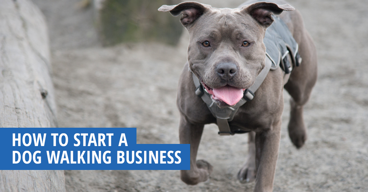 How to Start a Dog Walking Business