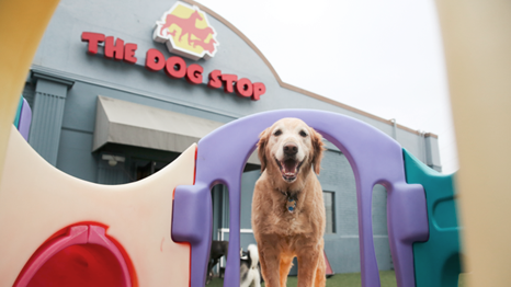 Happy dog in front of a Dog Stop storefront in a play-pen. (Hottest Pet Care Franchises - Guidant Financial Blog).